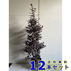 植木 トキワマンサク　赤葉ピンク花 (ベニバナ) 18.0ｐ 12本 樹高1.2ｍ前後 18.0ｐ