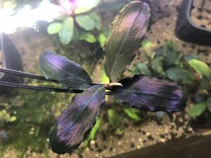 1円スタート Bucephalandra ブセファランドラ Blue Metal ブルーメタル 水草 熱帯植物