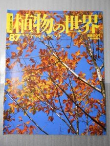 植物の世界 87　（週刊朝日百科）　/　ヤマモモ　クリ　ブナ /　朝日新聞社　