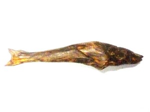 伊勢市の清流・五十鈴川で見つけて来た芯木（流木の芯）を、そのまま研磨した「魚類形の飾り木」