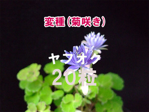 【変種】 菊咲き ミヤマオダマキ 種子 20粒 高山植物 山野草