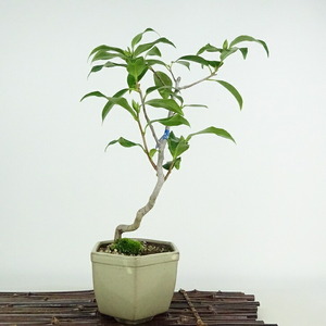 盆栽 椿 宮川 樹高 約30cm つばき Camellia japonica ツバキ ツバキ科 常緑樹 観賞用 現品