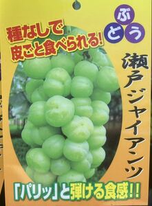 種無しで皮ごと食べられる 瀬戸ジャイアンツ 葡萄苗木