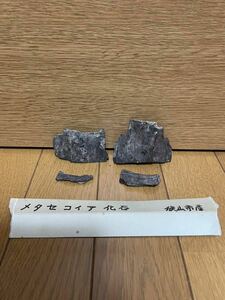 メタセコイヤ☆化石☆埼玉県狭山市出土☆6cm☆真贋不明☆クリックポスト☆自然科学☆植物☆古代