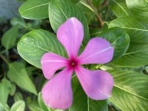 日々草　ニチニチソウ　ピンクの花　育てやすい　幼苗　約5〜10cm高　5本