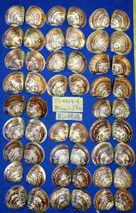 蛤　YS−0104−1　美しい模様　30mm26個　江戸前　貝合わせ　貝覆い　ハマグリ　貝殻　標本　材料