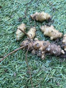 食べれる園芸 美味しい♪おかわかめ むかご 6個入り オカワカメ ムカゴ　一年中植えられます!　栽培簡単！！