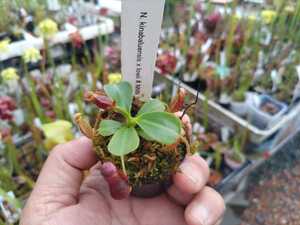 食虫植物【ネペンテス】N. kinabaluensis x lowii #NNN【送料無料】
