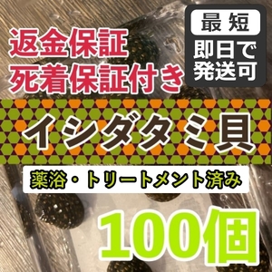 【100個＋α】★イシダタミ貝★海水魚水槽のコケ取り貝 ■兵庫県産■普通のシッタカ貝よりも茶ゴケに強い◆