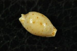 ジュズダマダカラ　11.1㎜　タカラガイ　貝標本　貝殻