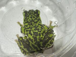 048 モリアオガエル ブラック系 約6cm オスメス不明 美個体 即決価格 カエル蛙かえる生体 神奈川県産 