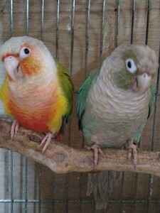 ウロコインコ卵　食用2個