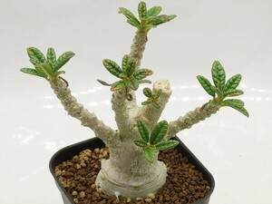 ■[W143]gigas　ギガス　実生苗　芯止め　ヤマト運輸 【多肉植物　Dorstenia　ドルステニア】