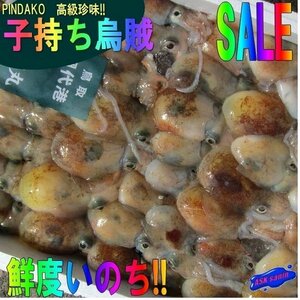 子持ち【ミミ烏賊3kg】-当港自慢の珍味-　『魚王国』境港産「ピンダコ3kg 」