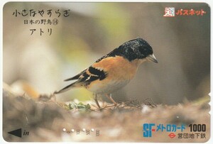 営団地下鉄ＳＦメトロカード1000　小さなやすらぎ　日本の野鳥⑯　アトリ（使用済）