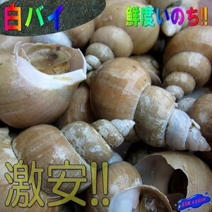 磯の高級珍味「白バイ1kg」お刺身用、肝も絶品!!　山陰境港産