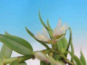 T♪洋蘭　 Trichotosia pauciflora 洋ラン