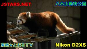 JSTARS.NET★八木山動物公園動物写真集！かわいい動物！D2XS　とおるＴＶ写真集