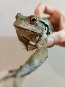 アズマヒキガエル ヒキガエル 蛙 カエル かえる 蟇蛙 ひきがえる 約10.5センチ オス 恐らくオス 男の子