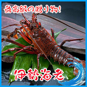 高級素材】伊勢海老 1kg （約2-4匹） 伊勢エビ えび