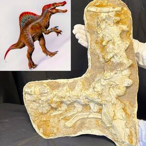 月末セール 4/29迄◆スピノサウルス 脊椎 背骨 化石◆日本初◆1億年前 恐竜/ケムケム/モロッコ/ティラノサウルス カルカロドン好きに/929