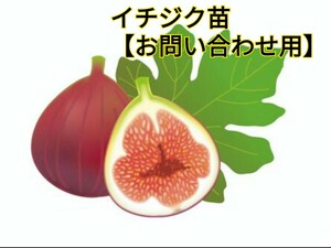 イチジク苗 【お問い合わせ用】