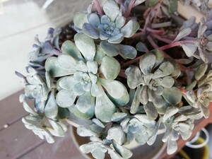 多肉植物　 白雪ミセバヤ　カット苗　4本　