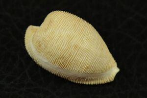 フナシケープダカラ 　27.1㎜ 　タカラガイ　貝標本　貝殻