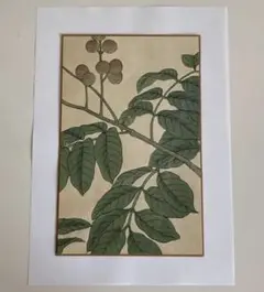 ①京都 鉄斎堂　版画　植物画　ボタニカル　アンティーク