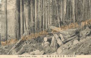 台湾 阿里山 檜林 / 絵葉書 写真 戦前 資料 B