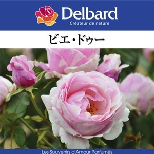 送料無料　ビエ ドゥー　新苗4号鉢　　鉢植え バラ 薔薇 デルバール フレンチローズ