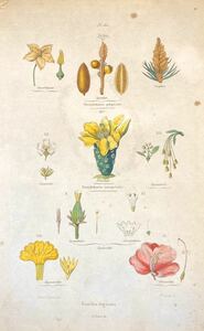 『Familles vegetales』フランス アンティーク 博物画 手彩色 銅版画