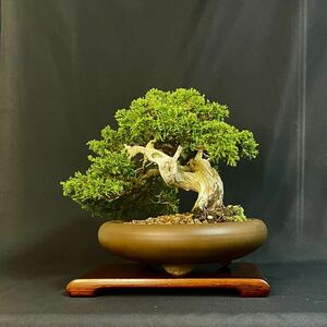 ★真柏 樹高19cm 小品盆栽 bonsai 模様木 ジン シャリ 風情のある樹です★盆栽 松 さつき 皐月 もみじ 楓 桜 梅 松柏 雑木 花物 実物 苔 鉢