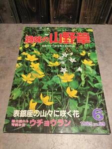 趣味の山野草 雑誌 　1985年6月　魅力溢れる可憐な花　ウチョウラン
