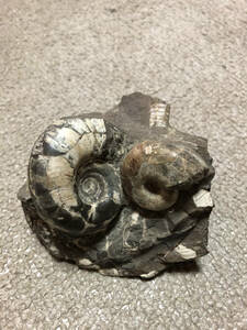 アンモナイトの化石2個 貝の化石が入った石　大きさ10cmほど 古生物