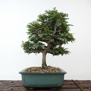 盆栽 桧 津山桧 樹高 約22cm つやまひのき Chamaecyparis obtusa ツヤマヒノキ ヒノキ科 常緑樹 観賞用 現品