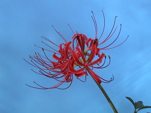 ●山野草 ヒガンバナ 彼岸花 ２Ｋｇ●