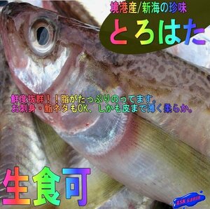 ２箱、鳥取県ブランド商品「とろはた大1kg」超特大な魚神、深海の珍味!!