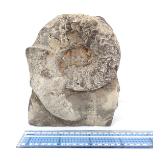 7MR アンモナイト 化石 16×20㎝ 重量4.2kg 標本 置物