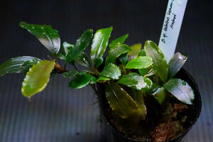 【１円スタート・中株】②Bucephalandra sp. Selatan Leman-2 Melawi ブセファランドラ　セラタン　レマン−２　メラウィ　　水草　陰性