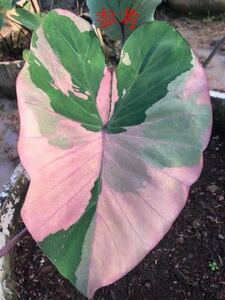 ※希少※ Colocasia 