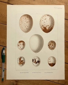 大判　アンティークプリント　鳥の卵　バードエッグ　猛禽類　オジロワシ　ハイタカ　イヌワシ　ゴールデンイーグル　ホーク　
