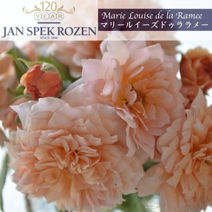 送料無料　マリー ルイーズ ドゥ ラ ラメー　新苗4号鉢　　鉢植え バラ 薔薇 ヤンスペック オランダ