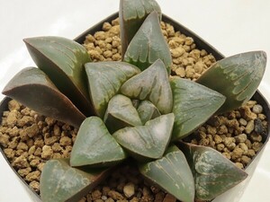 ■[Y093]Snow storm　スノーストーム　SCオリジナル　ヤマト運輸 【多肉植物　Haworthia　ハオルチア　ハオルシア】