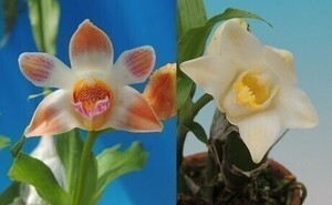 T♪洋蘭　　Chysis Sedenii( limminghei x bractescens ) 　　 洋ラン