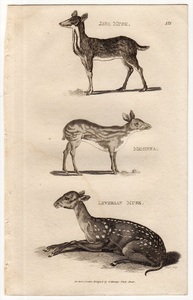 1801年 Shaw 銅版画 マメジカ科 ジャワマメジカ モスキオラ属など3種 博物画