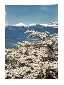 【光城山の桜　生写真】　北アルプス・安曇野を望む　　　　M0217B