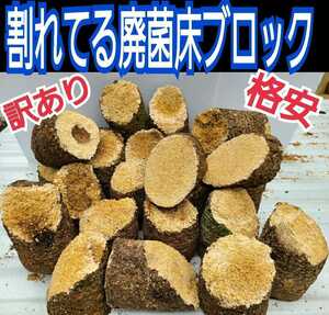 訳あり特価！割れてる！椎茸廃菌床20ブロック分☆カブト幼虫の栄養強化に！☆発酵マットに埋め込むとモリモリ食べる！クワガタ幼虫の餌にも