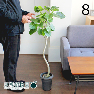【現品】フィカス・ウンベラータ 曲がり 6号 黒鉢（8）Ficus umbellata