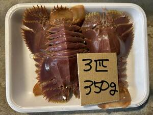 【愛媛産】　ウチワ海老　 (3匹で350ｇ) 　刺身OK　冷凍　